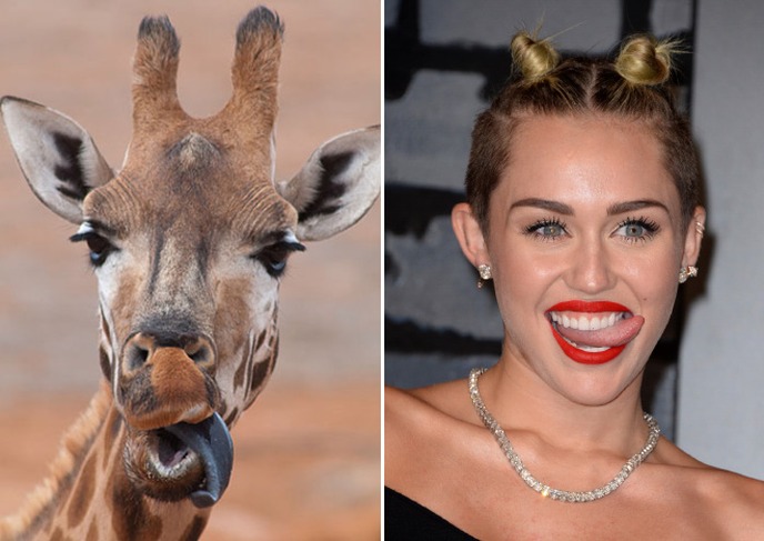 animais que se parecem com celebridades