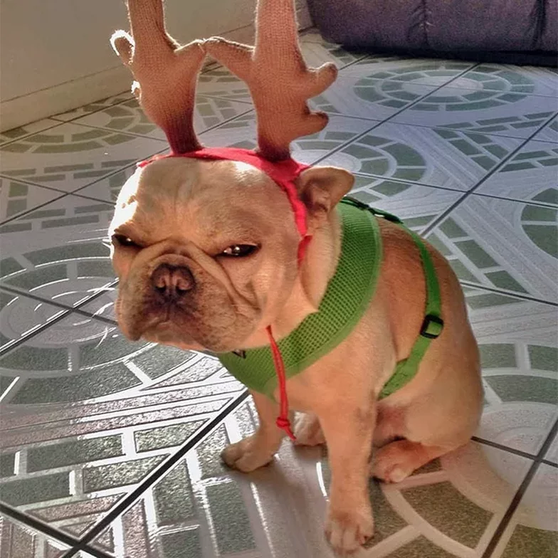 animais de estimação odeiam o natal