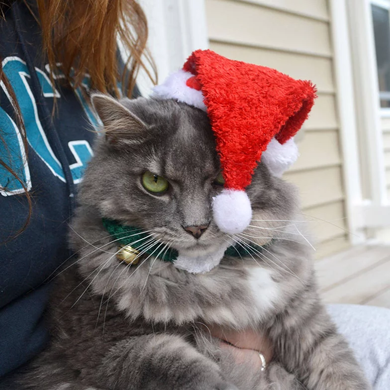 animais de estimação odeiam o natal