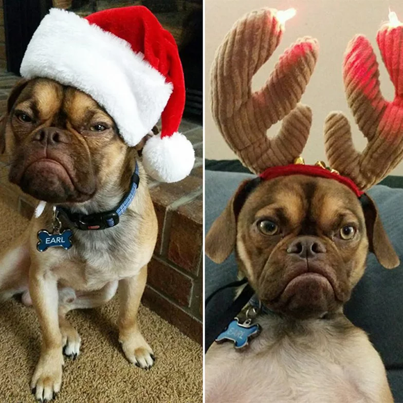 animais de estimação odeiam o natal