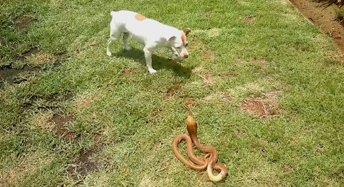 duelo mortal cachorro vs cobra