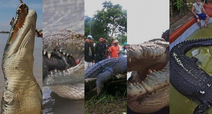 crocodilos