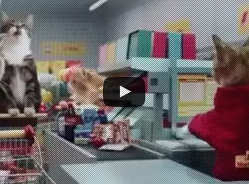 gatos fazendo compras seu jeca