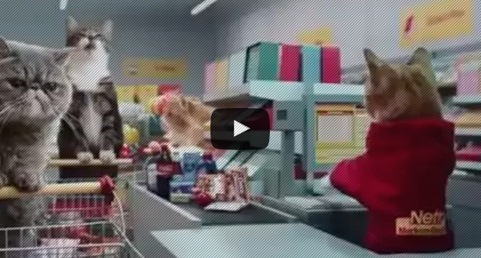 gatos fazendo compras seu jeca