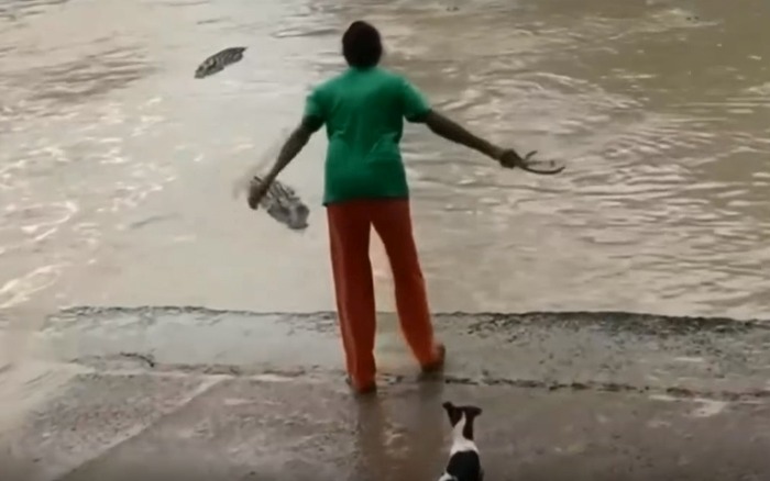 mulher espanta crocodilo com apenas um chinelo