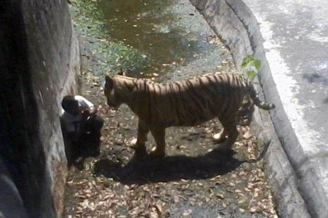 tigre mata estudante