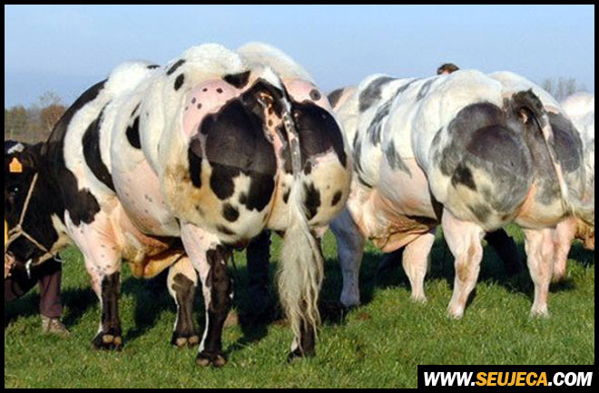 vacas transgênicas